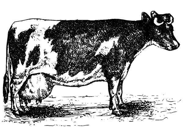 Животные 913