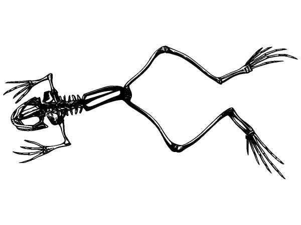 Животные 1282