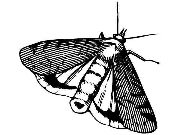 Животные 1313