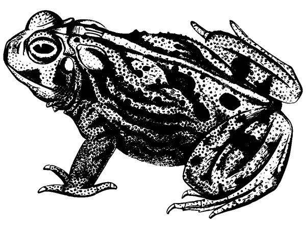 Животные 2870