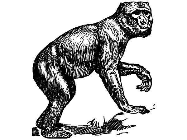 Животные 3752 Животные 3752