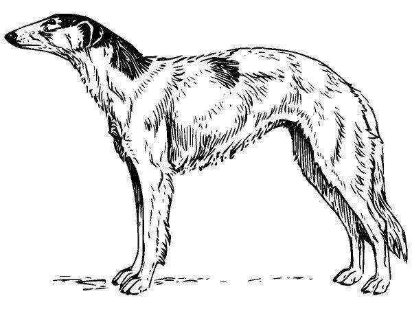 Животные 553 Животные 553