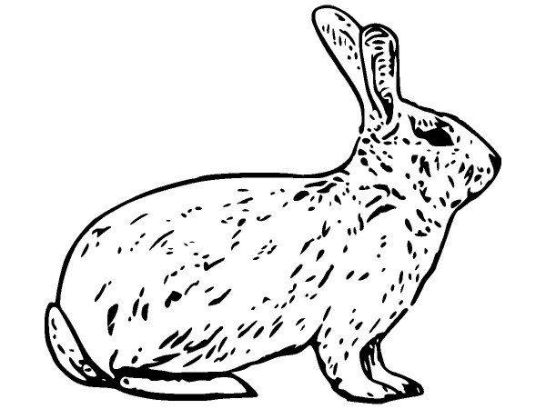 Животные 1148