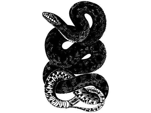 Животные 2869