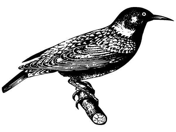 Животные 2837