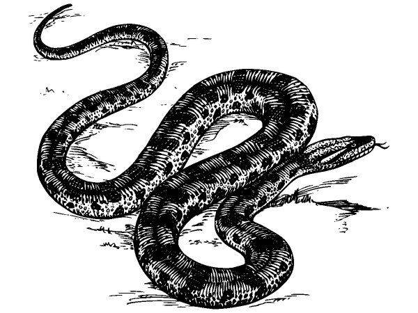 Животные 1654