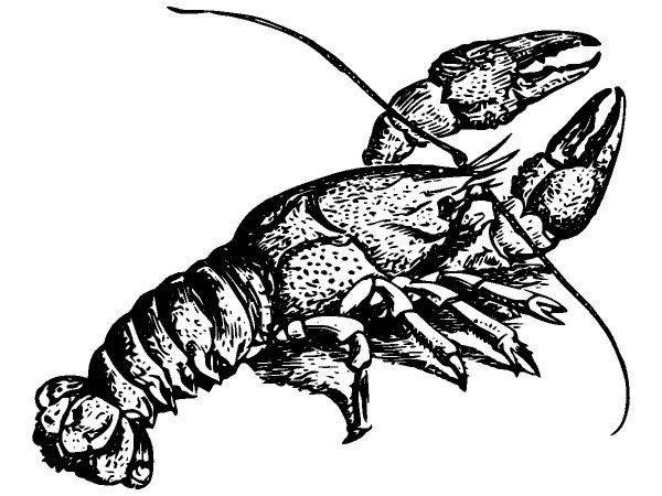 Животные 2852