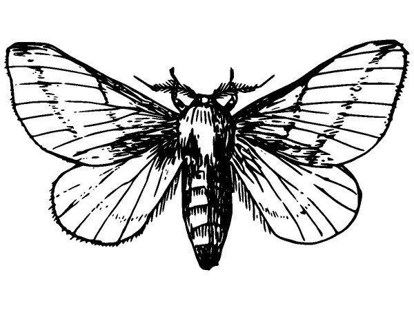 Животные 3852