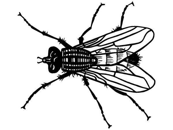 Животные 3787 Животные 3787