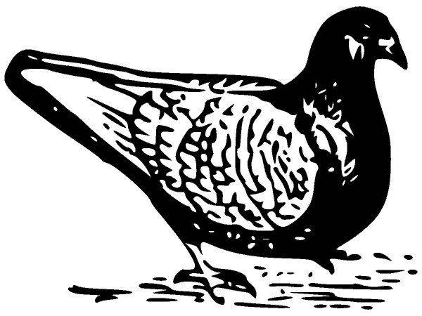 Животные 1153