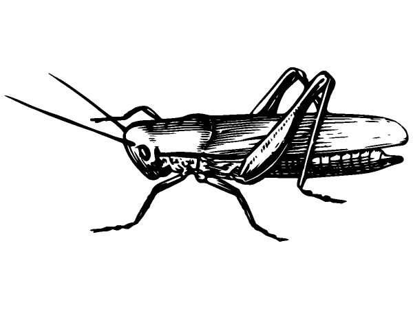 Животные 1314