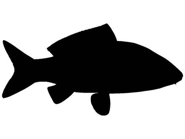 Животные 3957