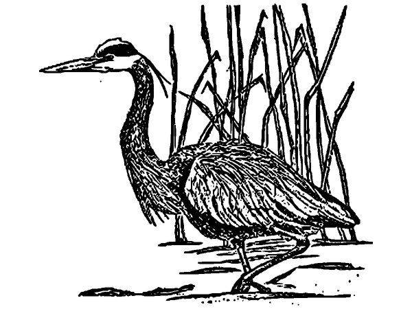 Животные 2913