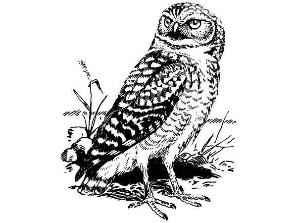 Животные 3668