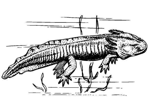 Животные 3751 Животные 3751