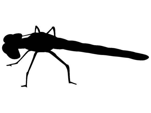 Животные 262