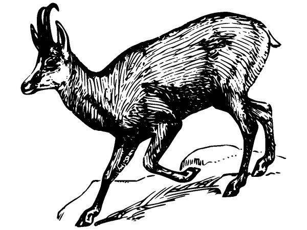 Животные 592 Животные 592