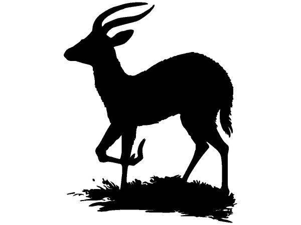 Животные 2747