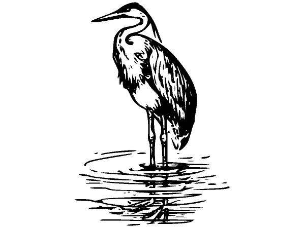 Животные 2663 Животные 2663