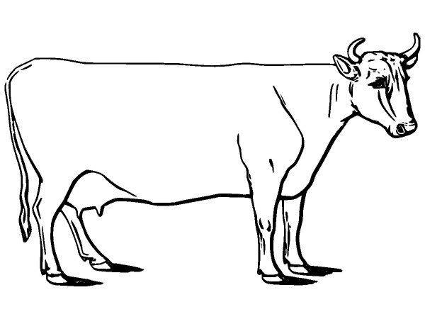 Животные 2777