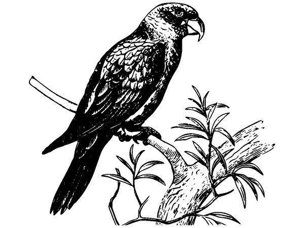 Животные 2873