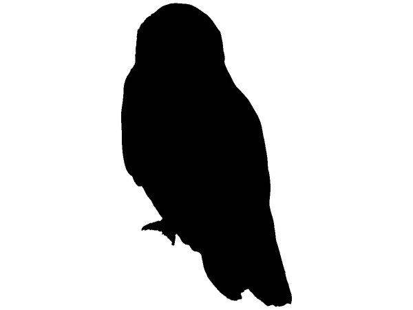 Животные 2339