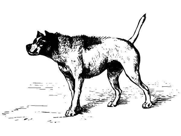 Животные 1546