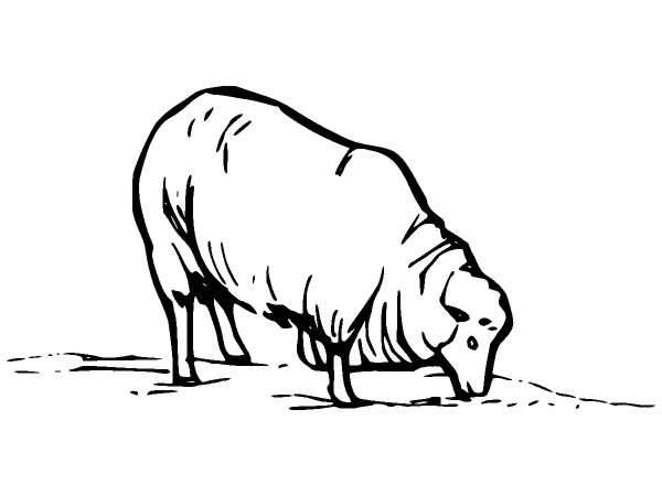 Животные 285