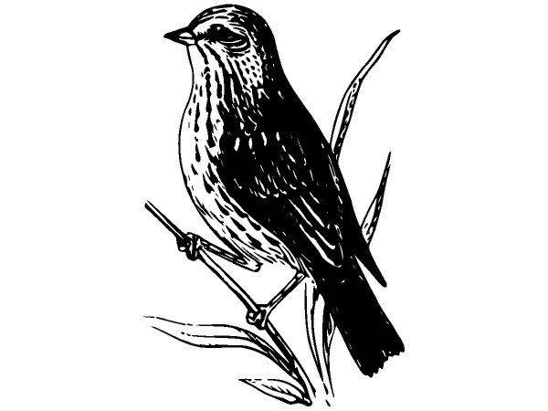 Животные 3856