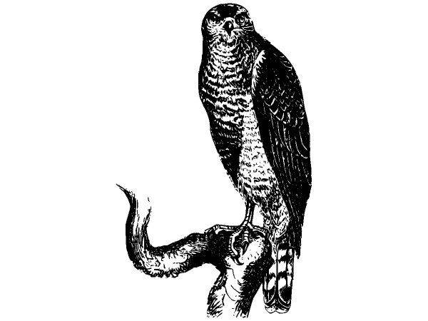 Животные 2676 Животные 2676