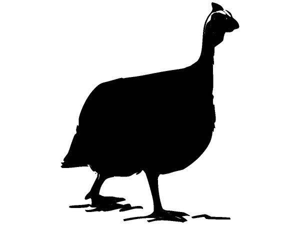 Животные 4056