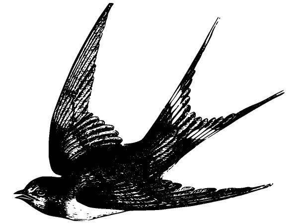 Животные 2681