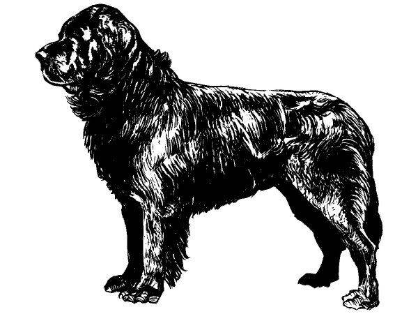 Животные 1071