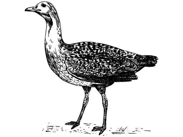 Животные 578 Животные 578