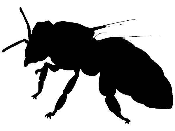 Животные 1467