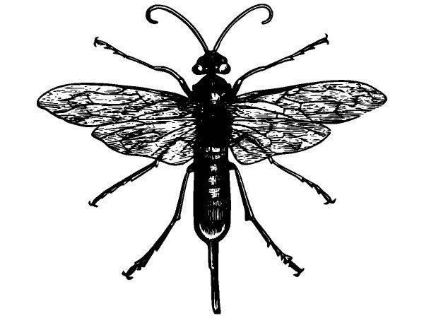 Животные 2848