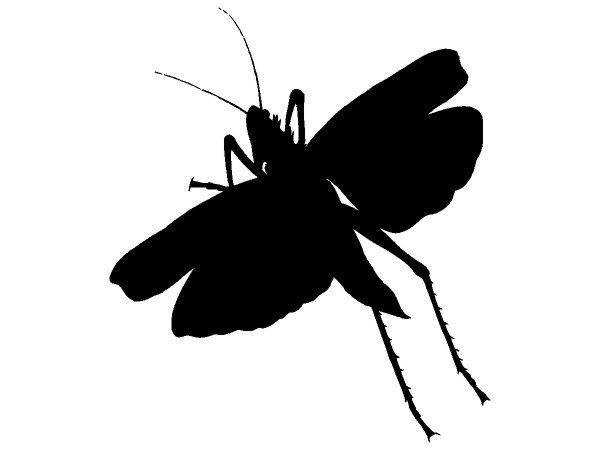 Животные 3275 Животные 3275