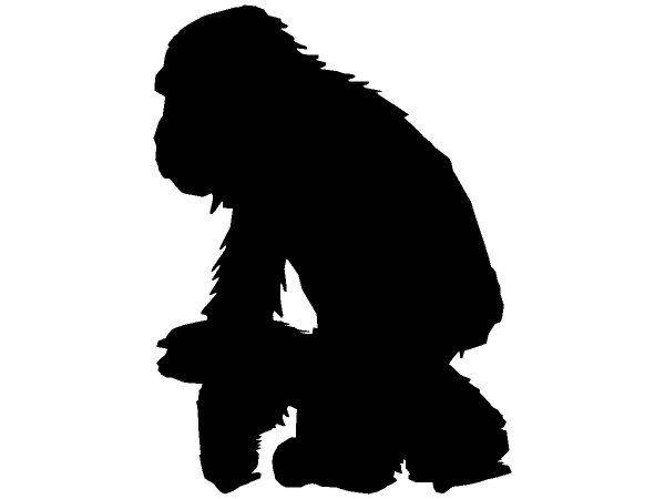 Животные 338