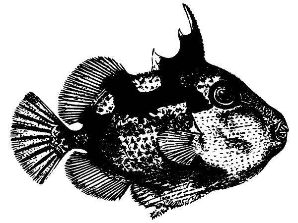 Животные 2945 Животные 2945