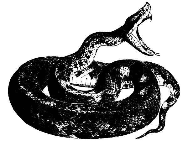 Животные 2839