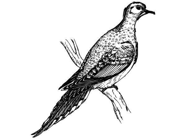 Животные 2550