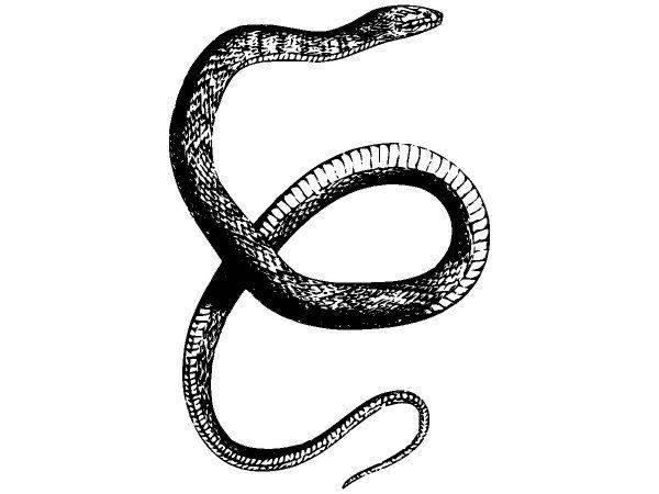 Животные 2794