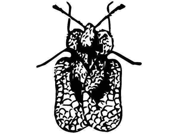 Животные 2477 Животные 2477