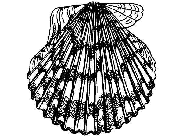 Животные 1116 Животные 1116