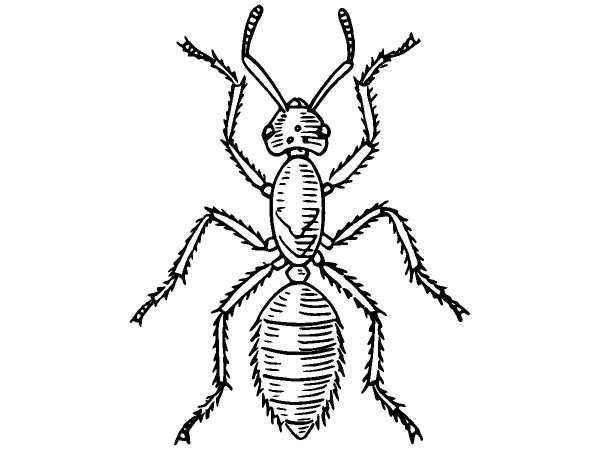 Животные 1254