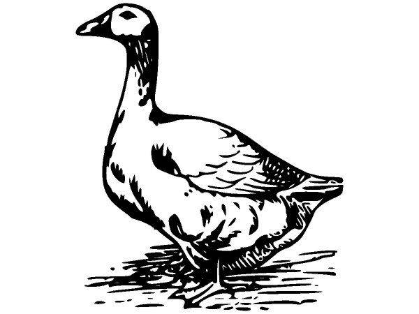 Животные 1150