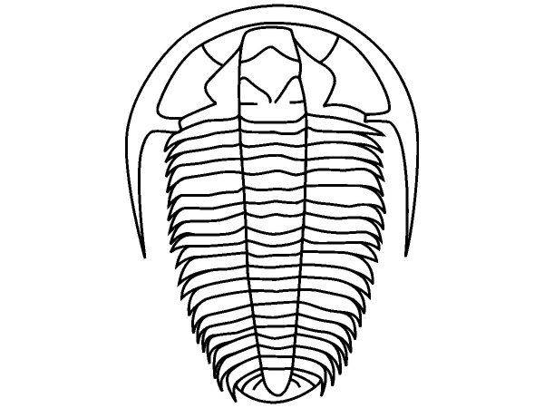 Животные 1504