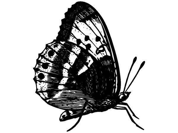 Животные 3962 Животные 3962