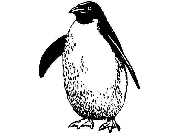 Животные 2995