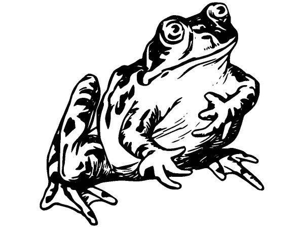 Животные 2688